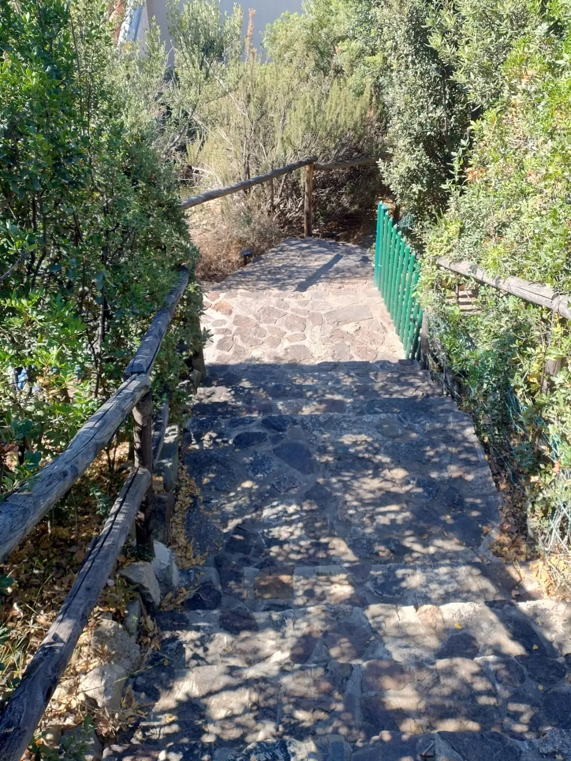 A stone staircase going down through the shrubs, green railing on the right.
